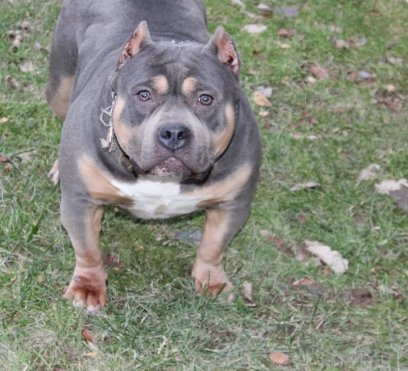 Dog Featured Image