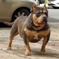 Dog Featured Image