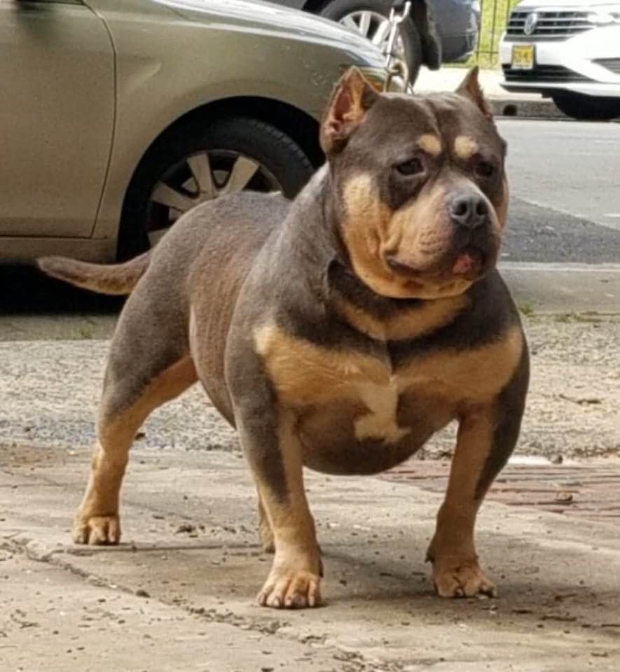 Dog Featured Image