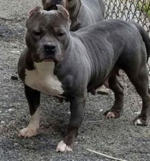 Dog Featured Image