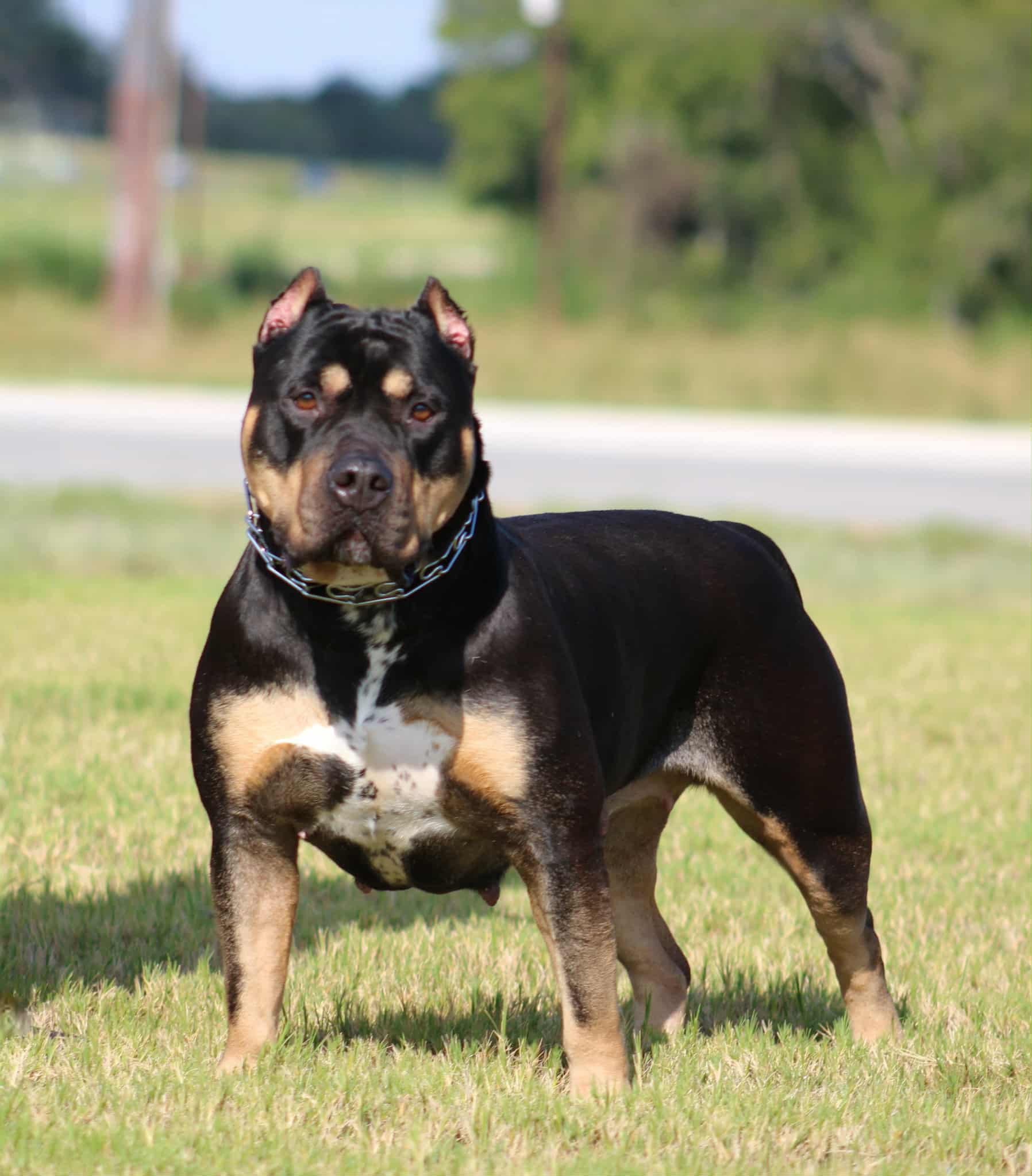 Dog Featured Image