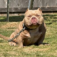 Dog Featured Image