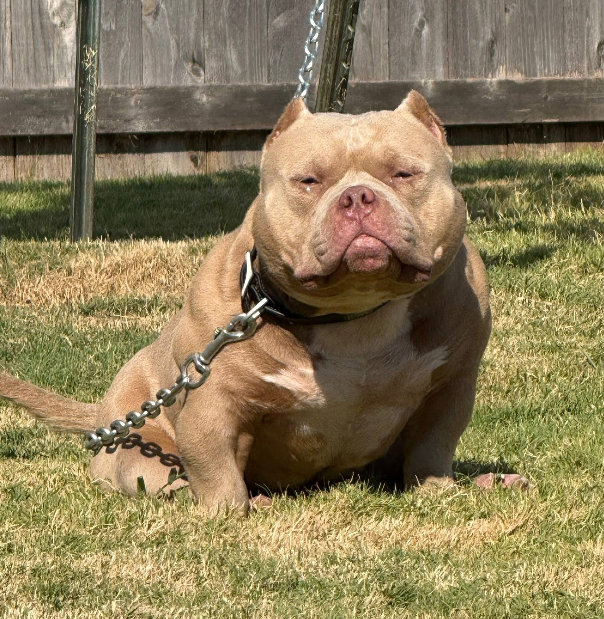 Dog Featured Image