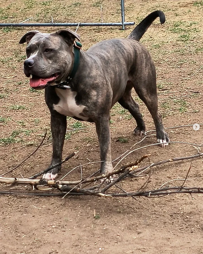 Dog Featured Image