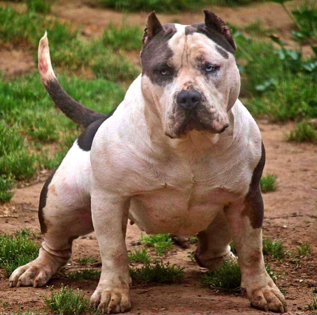 Dog Featured Image
