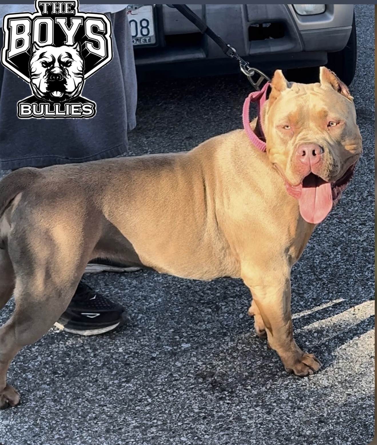 Dog Featured Image