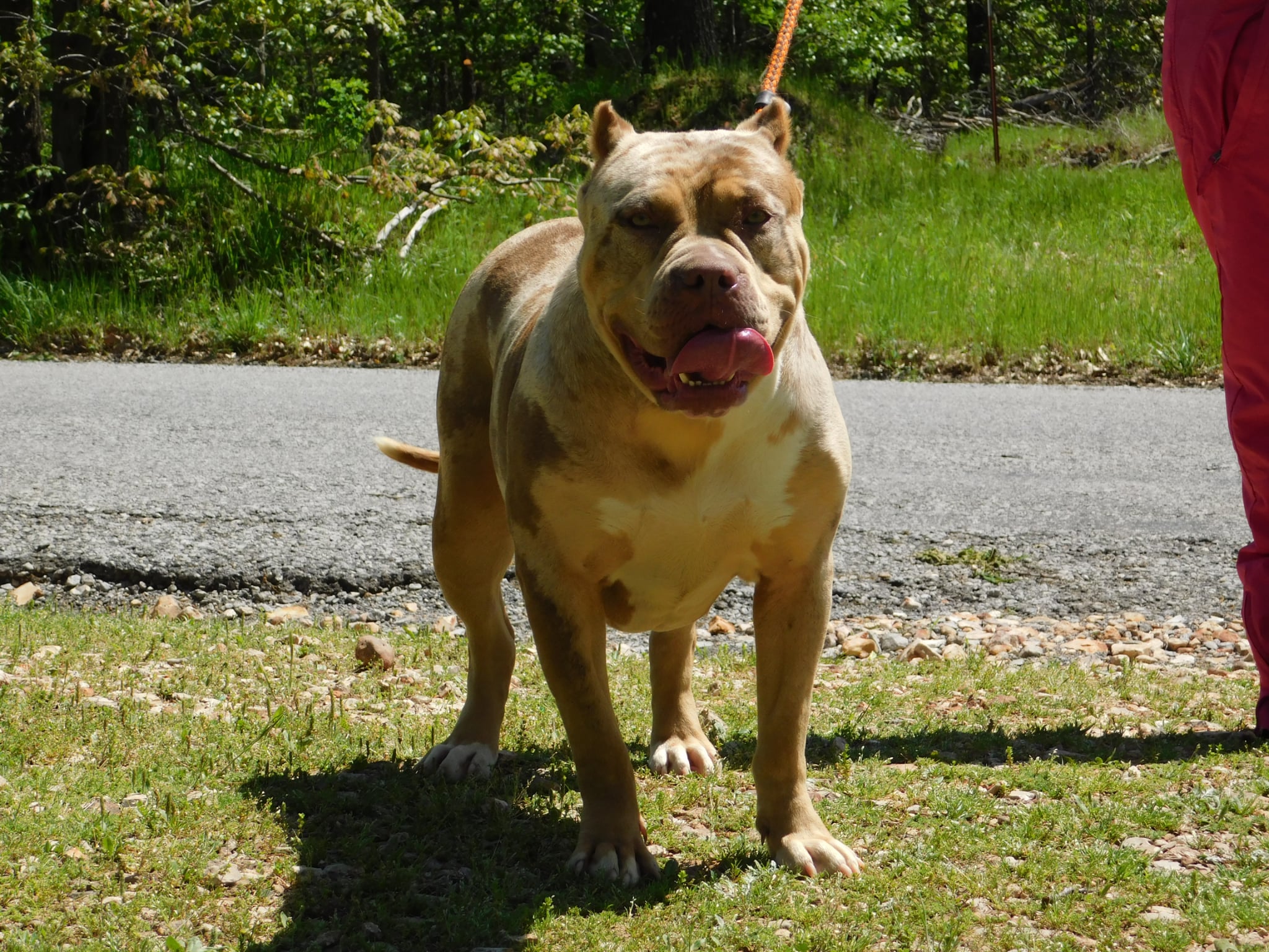 Dog Featured Image