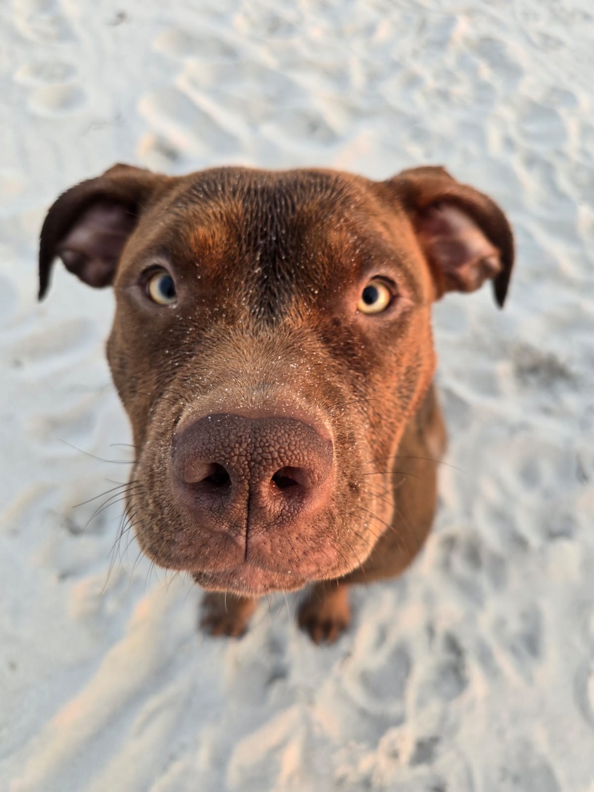 Dog Featured Image