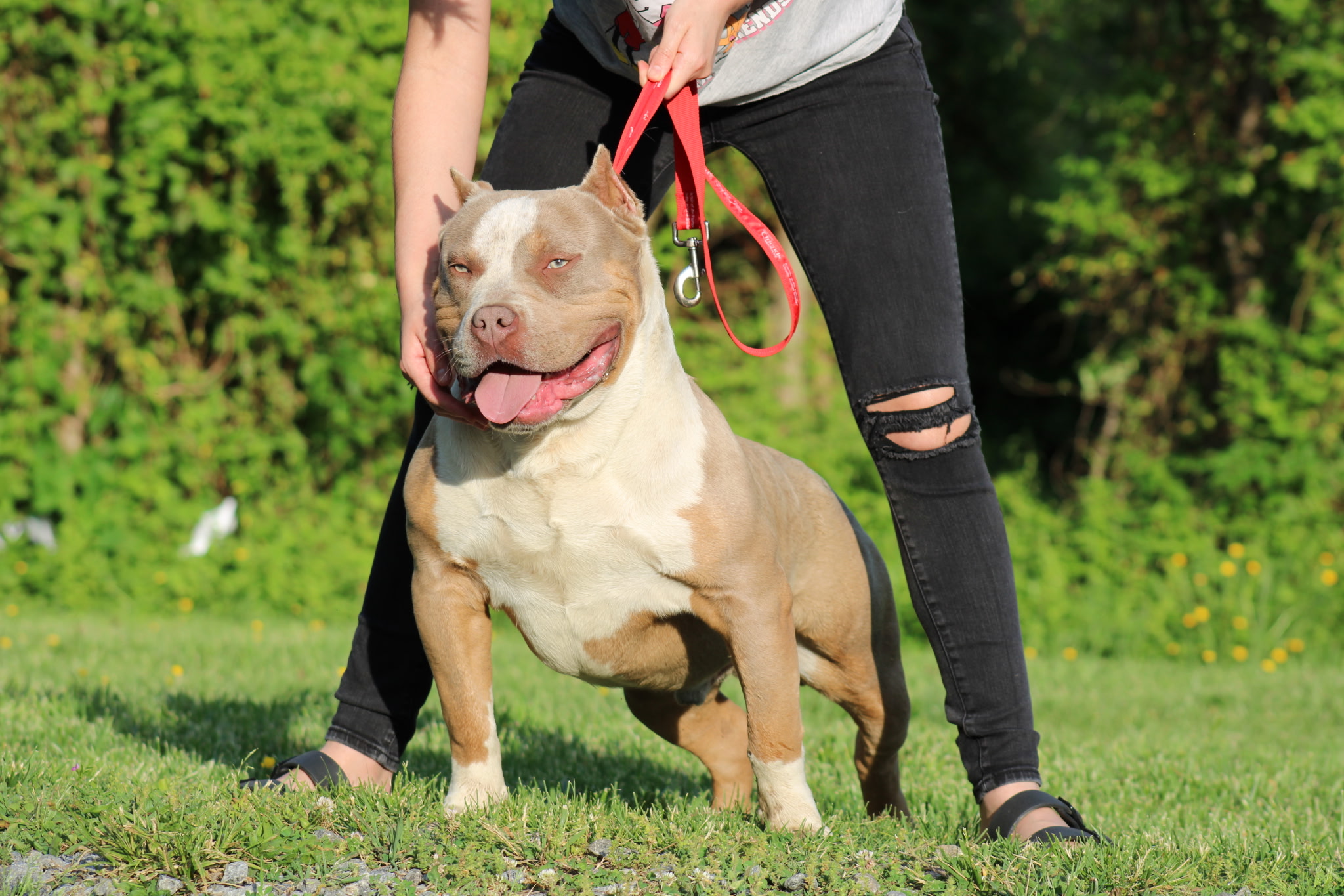 Dog Featured Image