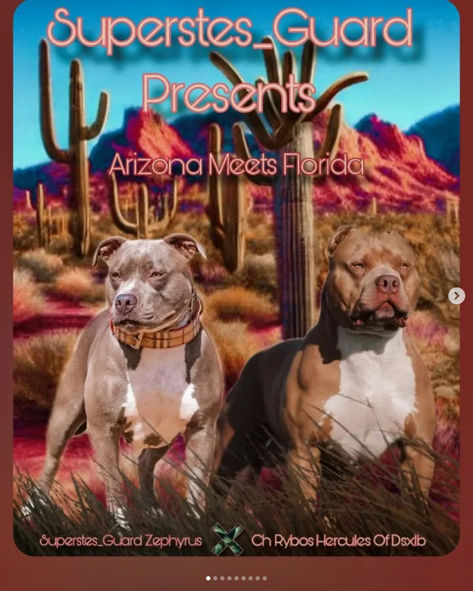 Dog Featured Image