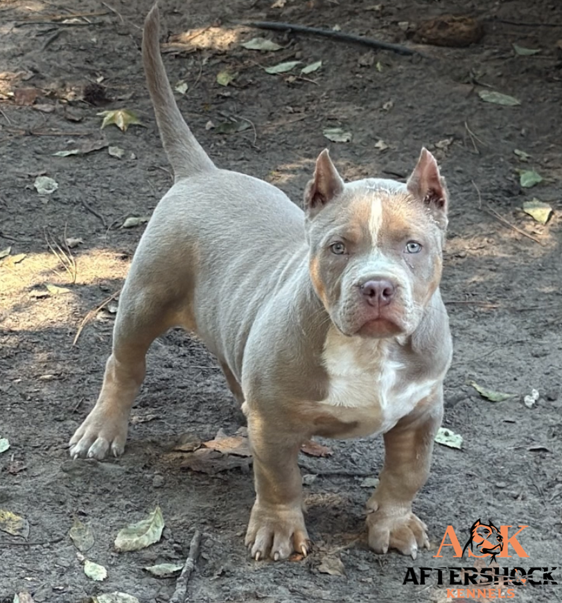 Dog Featured Image