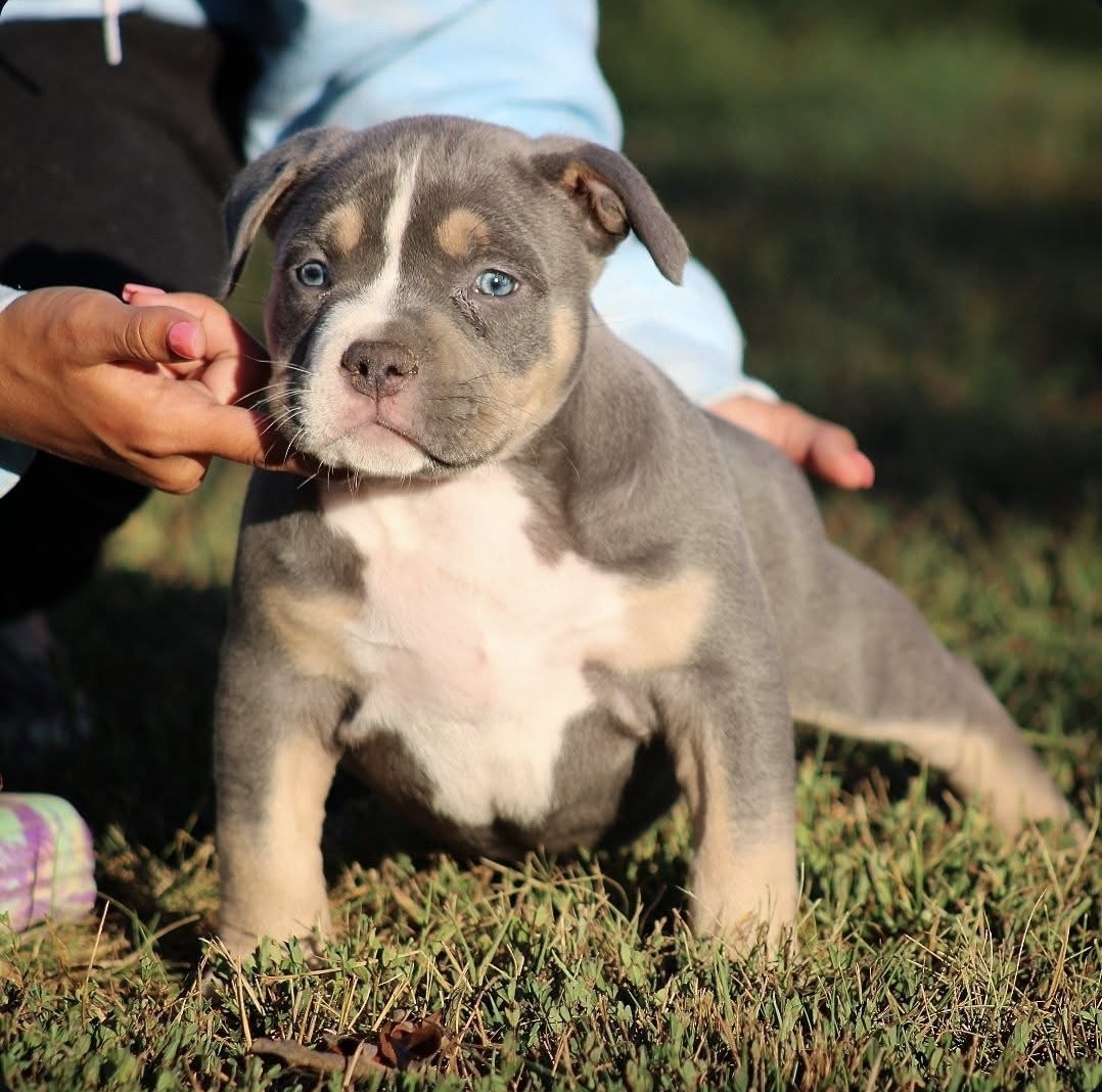 Dog Featured Image