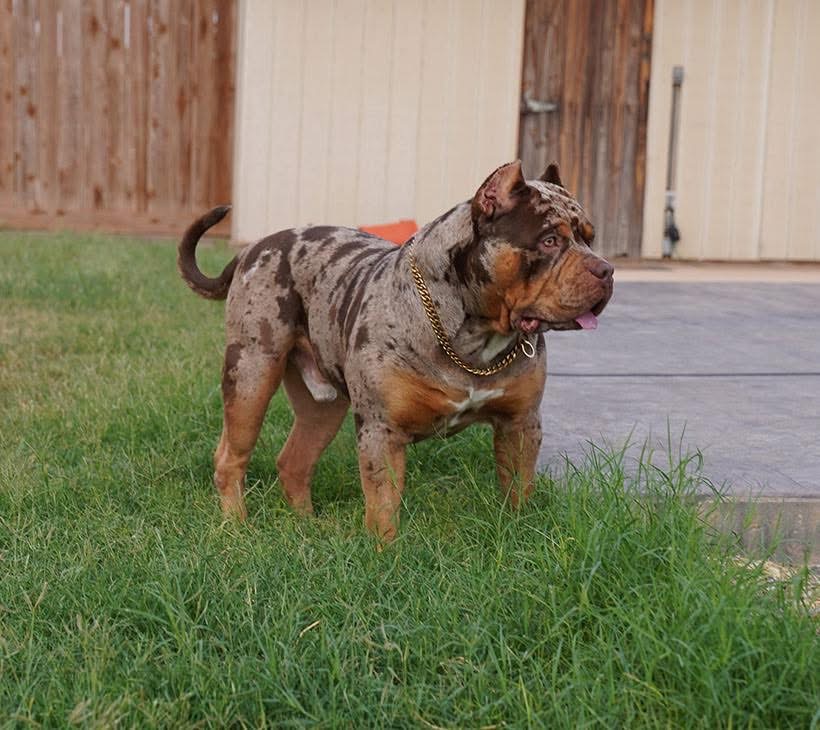 Additional Dog Image