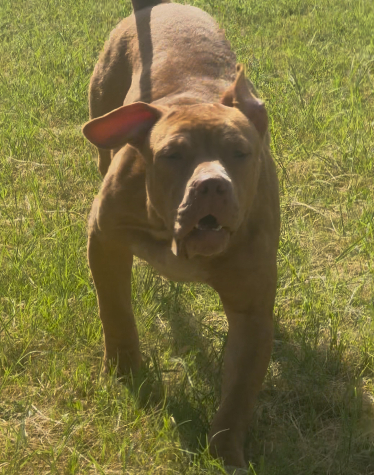 Dog Featured Image