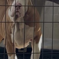 ProBulls Red Hots