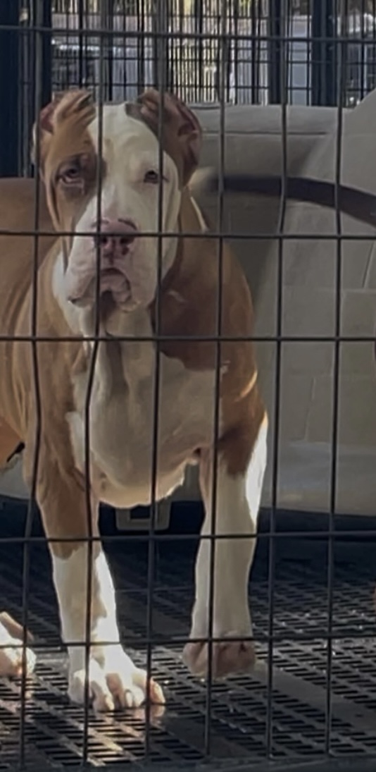 Dog Featured Image