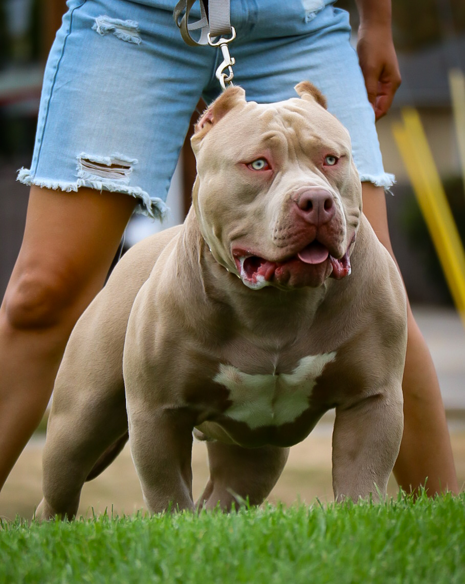Dog Featured Image