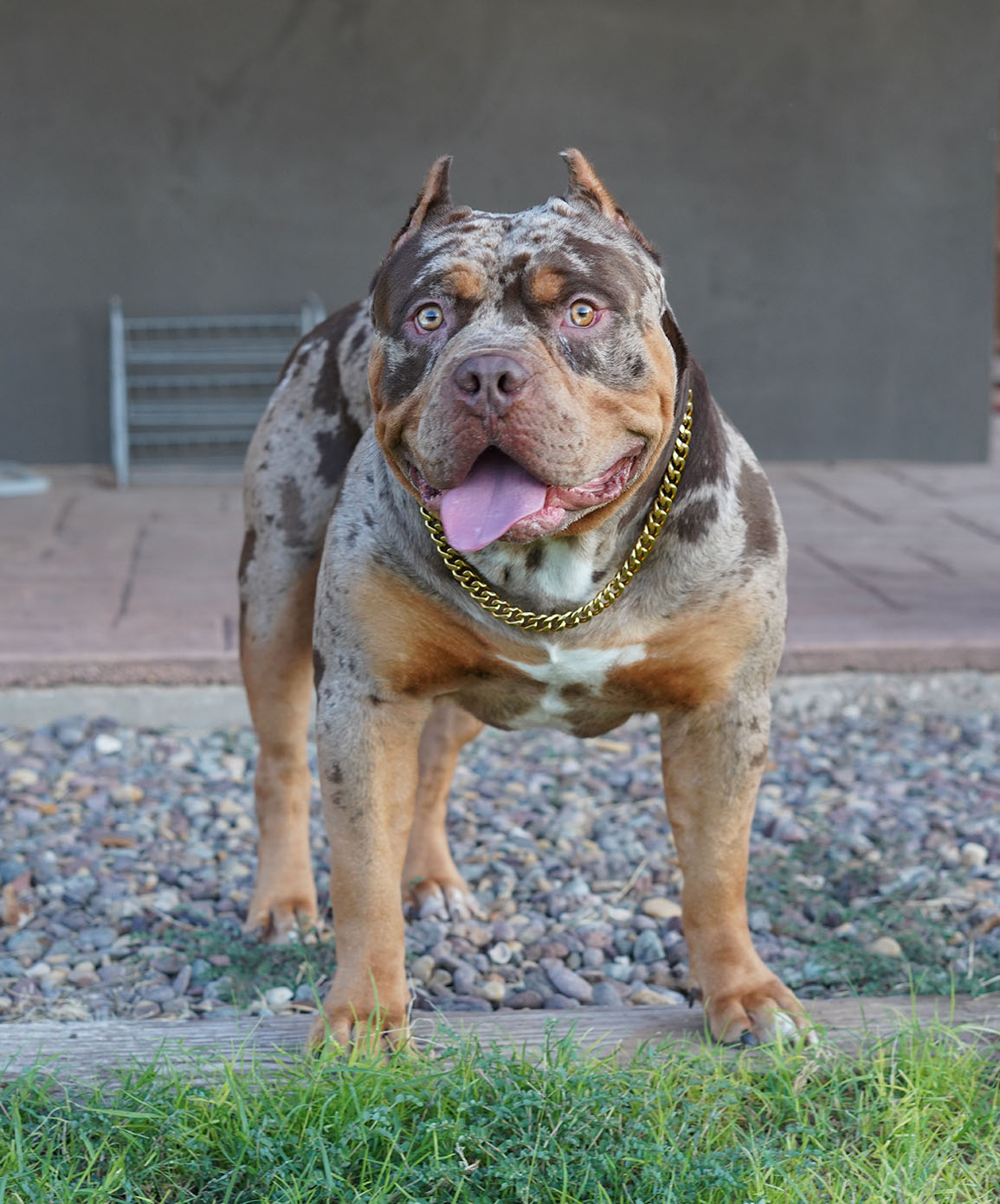 Additional Dog Image