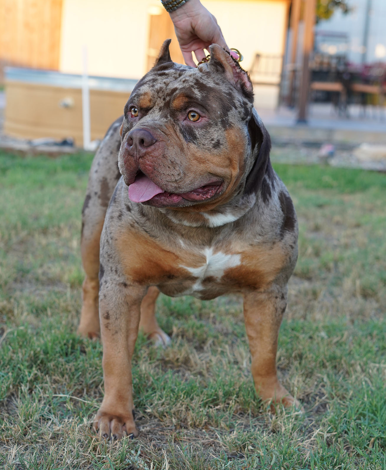 Additional Dog Image