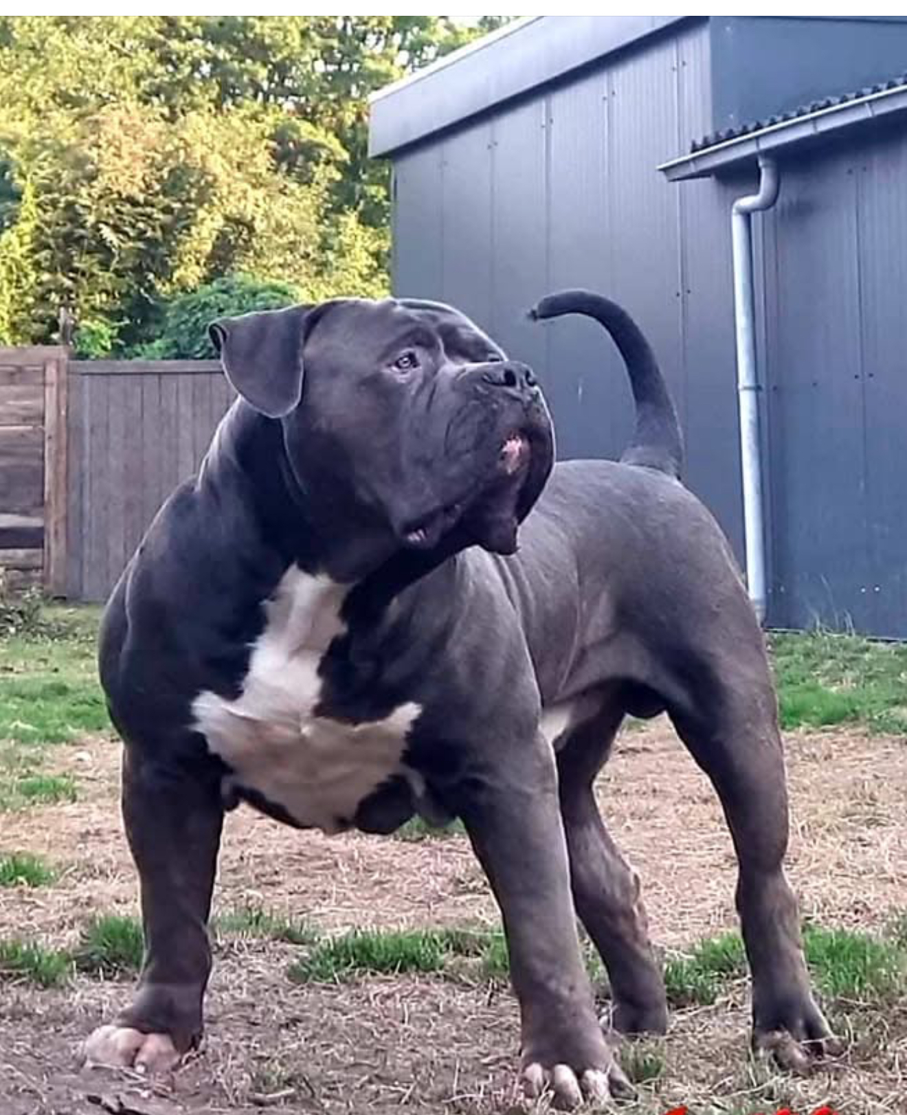 Dog Featured Image