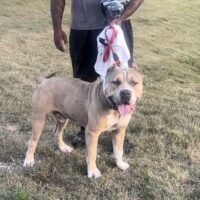 Dog Featured Image
