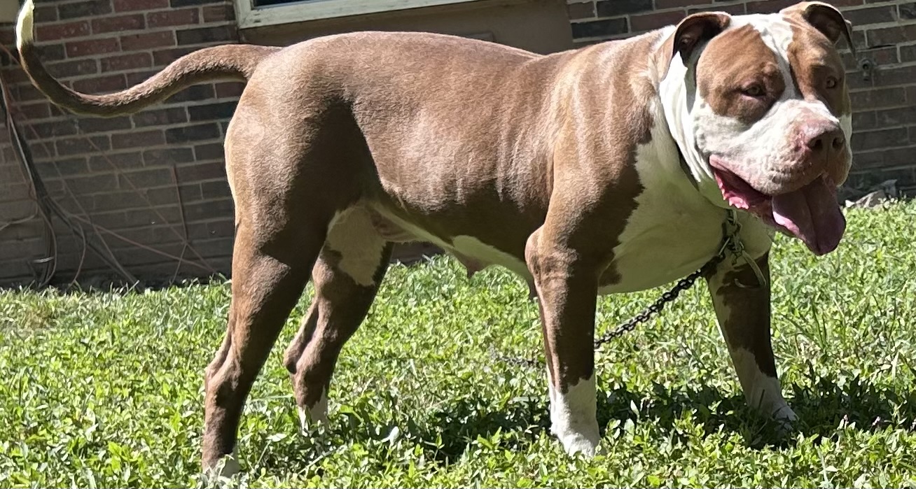Dog Featured Image