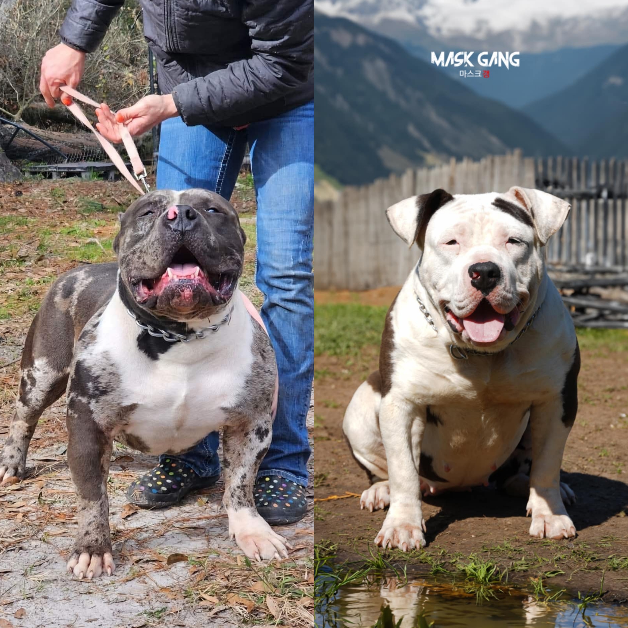Dog Featured Image