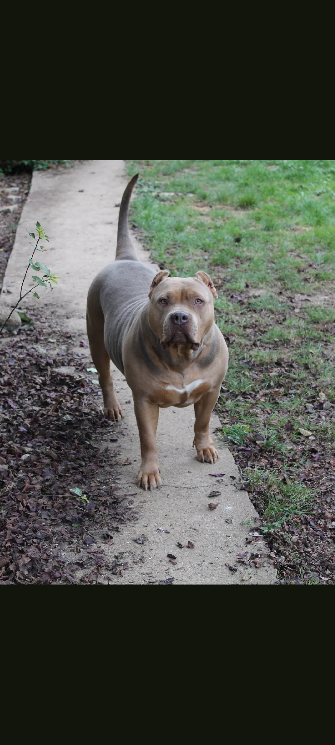 Dog Featured Image