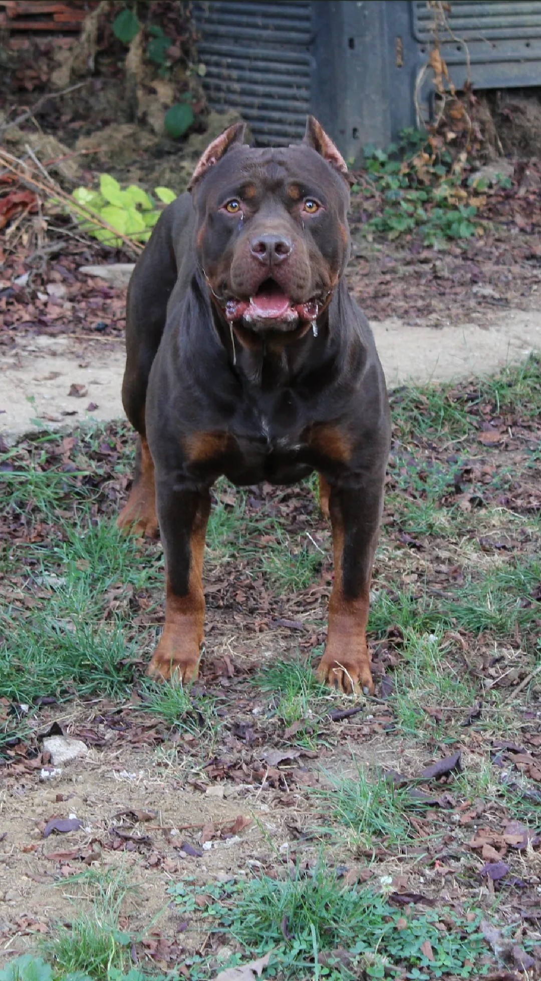 Dog Featured Image