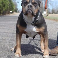 Dog Featured Image