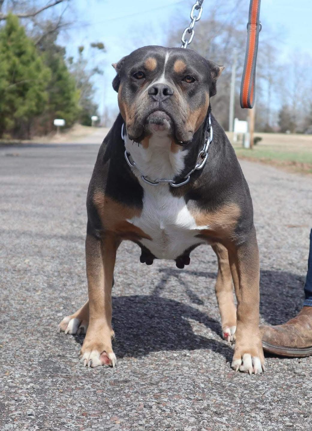 Dog Featured Image