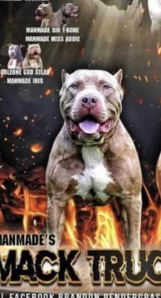 Dog Featured Image