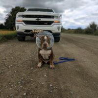 Dog Featured Image