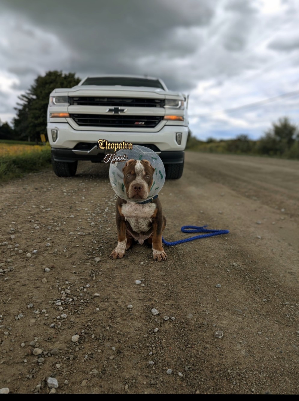 Dog Featured Image