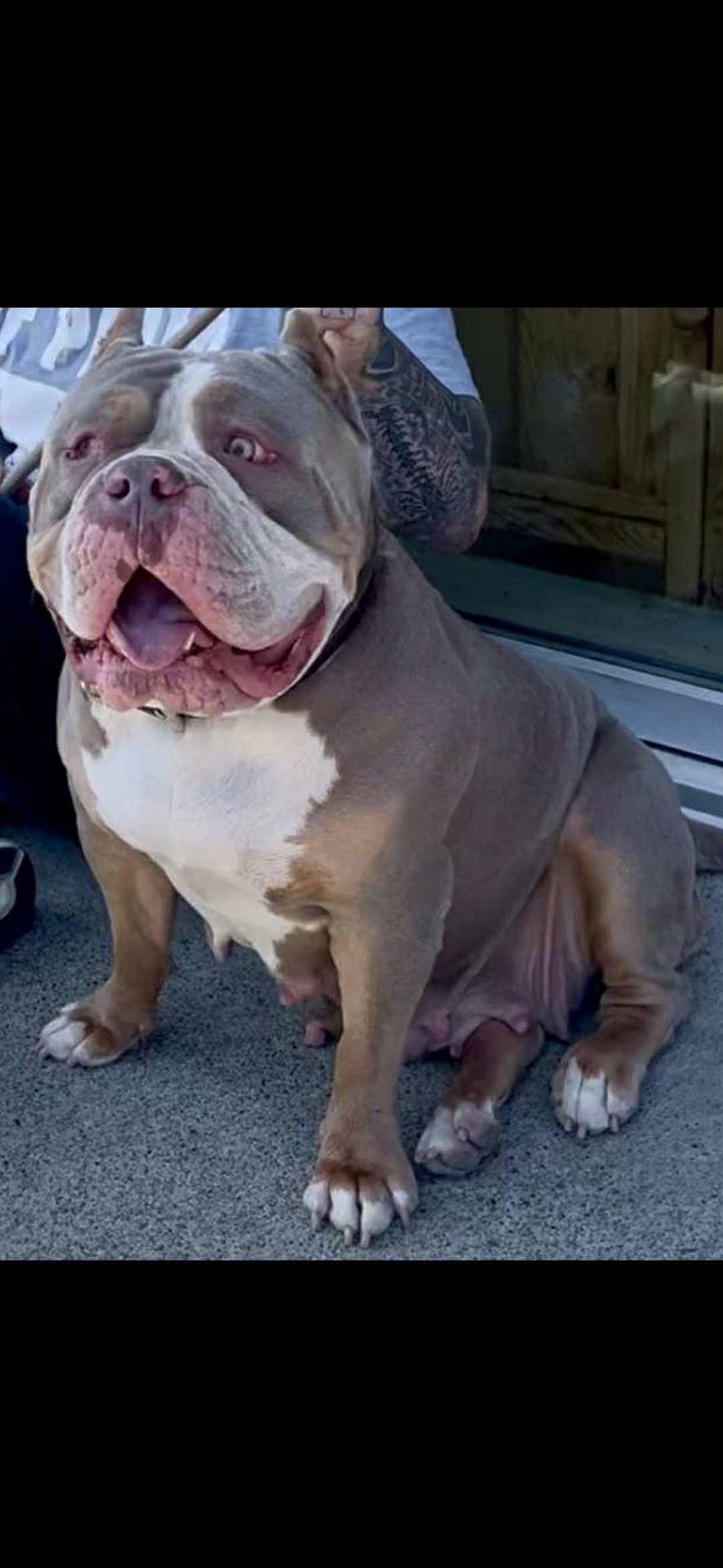 Dog Featured Image