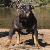Dog Featured Image