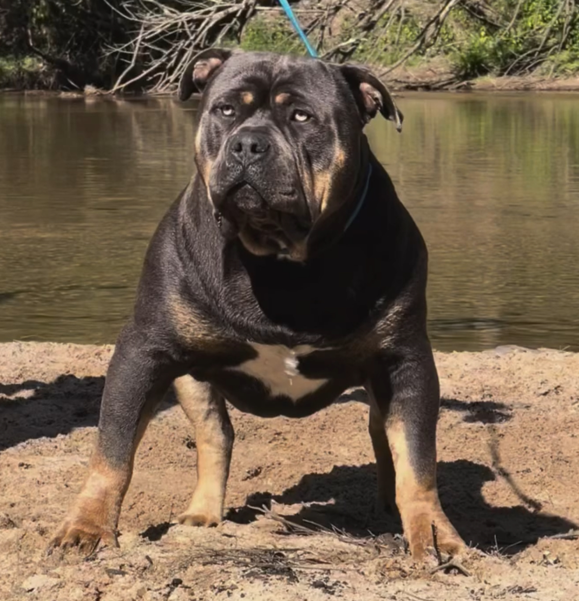 Dog Featured Image
