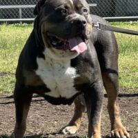 BroadBuiltBullies Bronson
