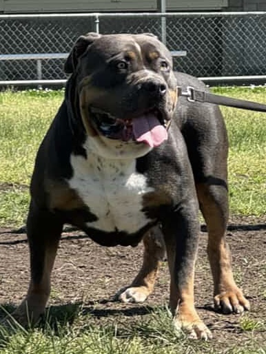 Dog Featured Image