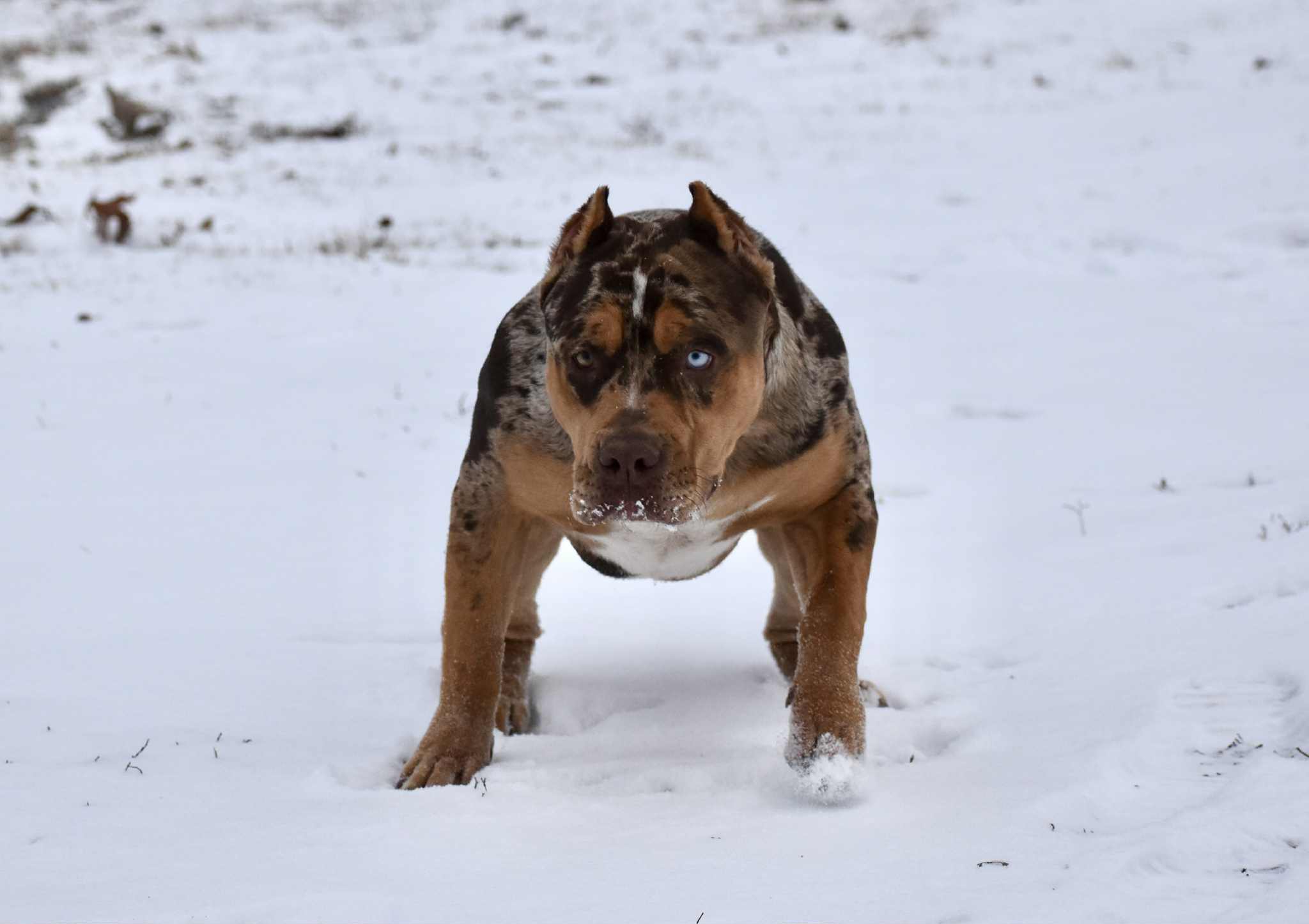 Dog Featured Image