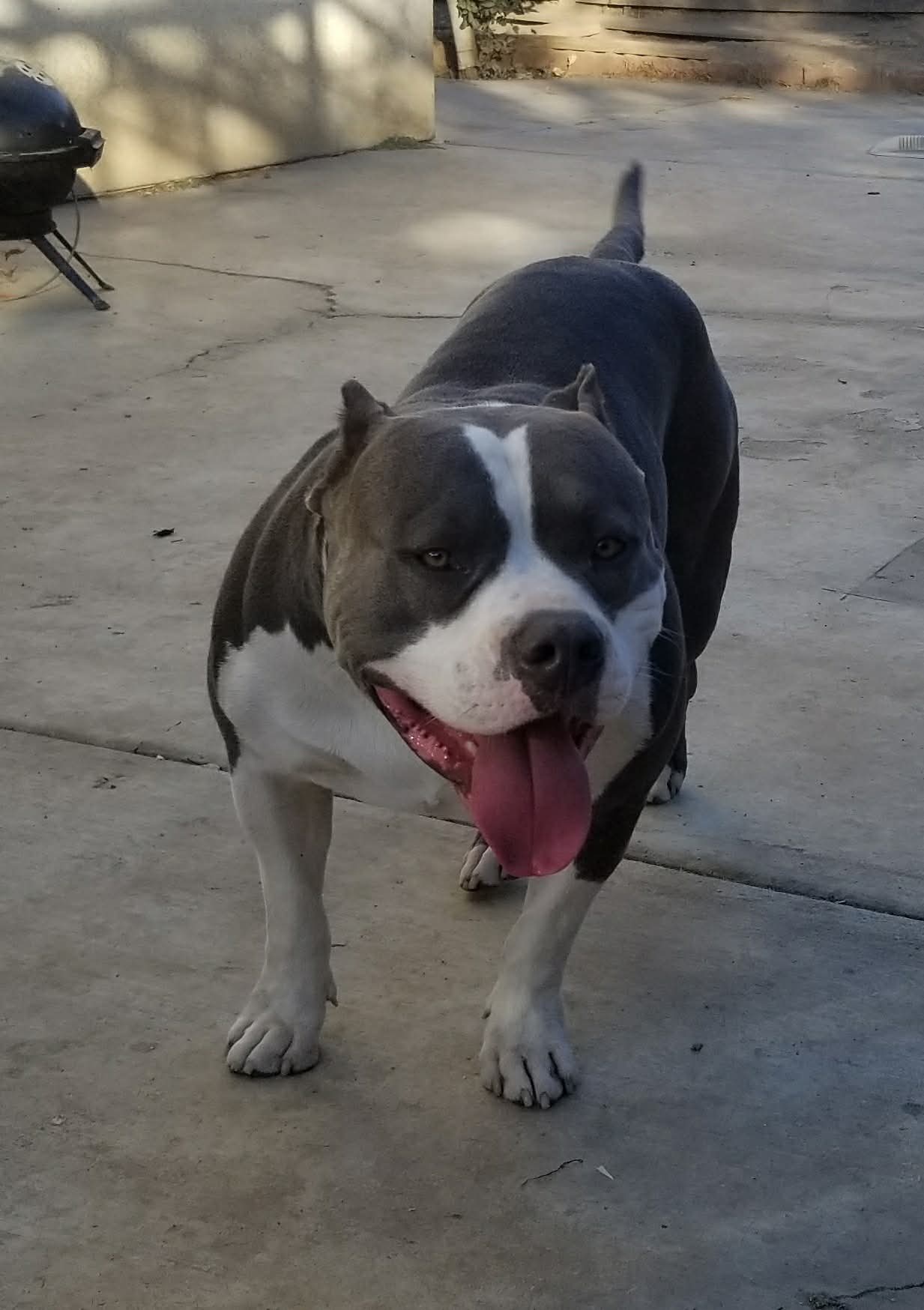 Dog Featured Image