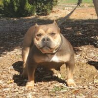 Dog Featured Image