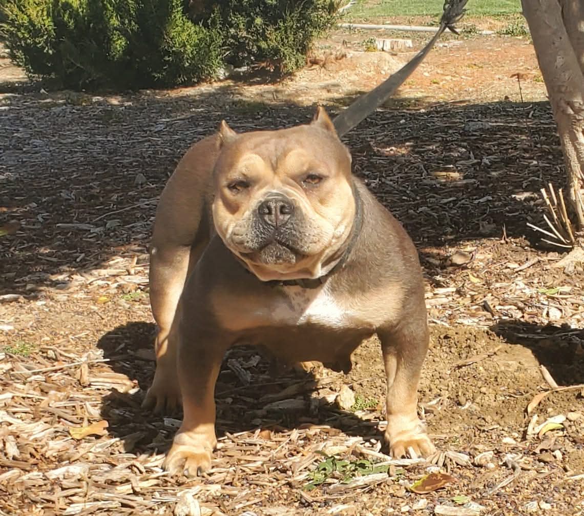 Dog Featured Image