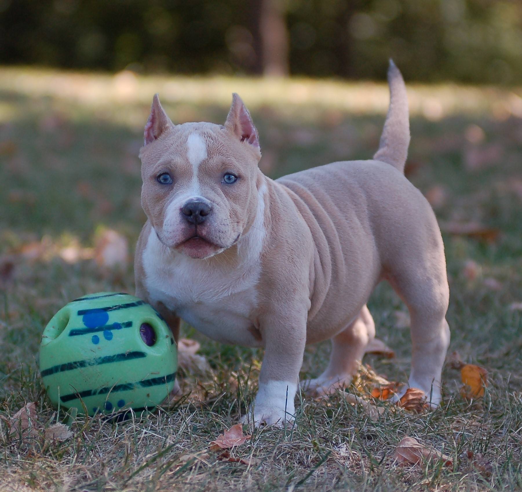 Dog Featured Image