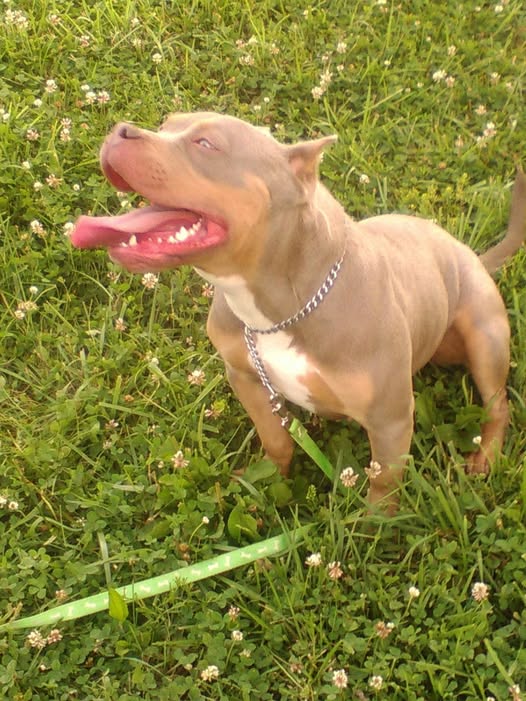 Dog Featured Image