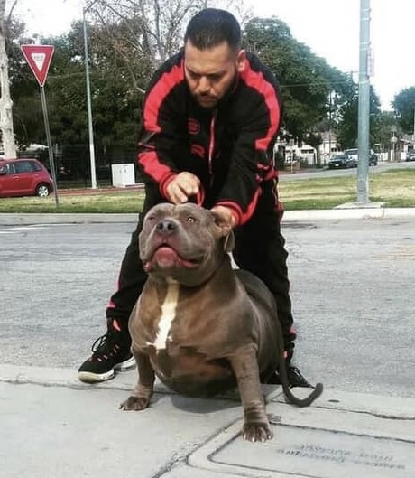 Dog Featured Image
