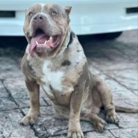 Dog Featured Image