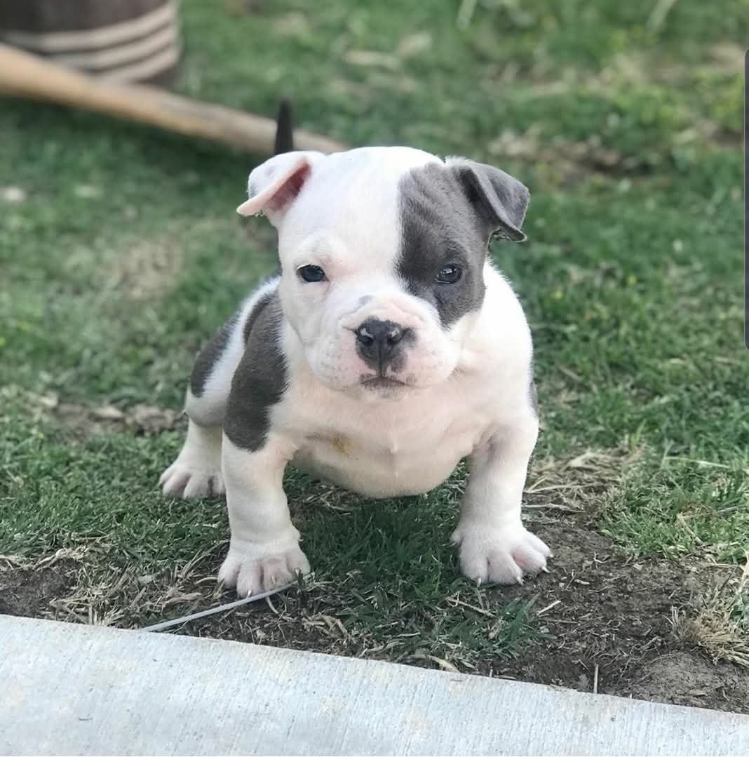 Dog Featured Image