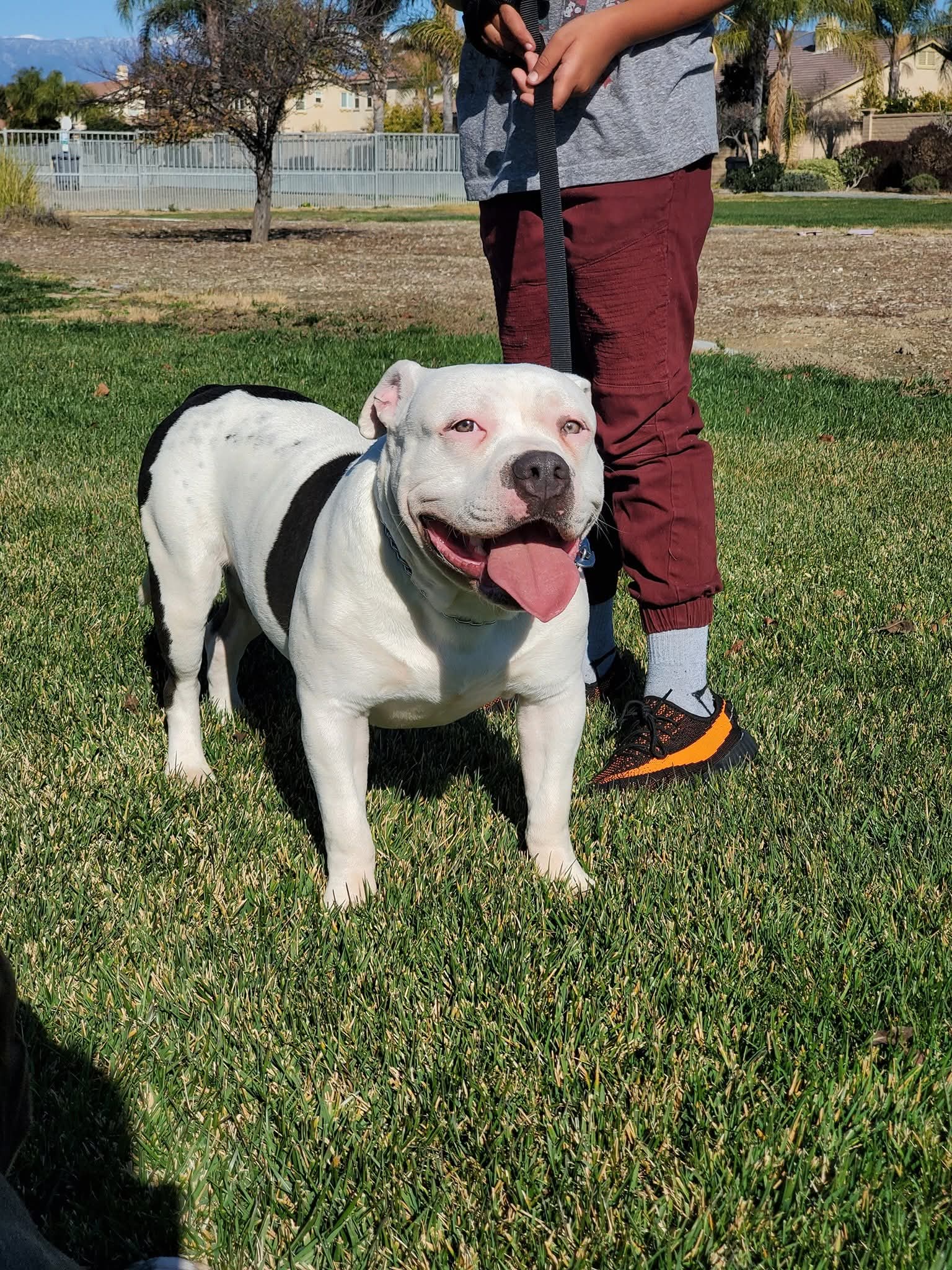 Dog Featured Image