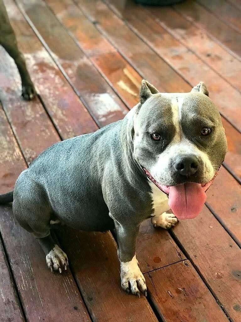 Dog Featured Image